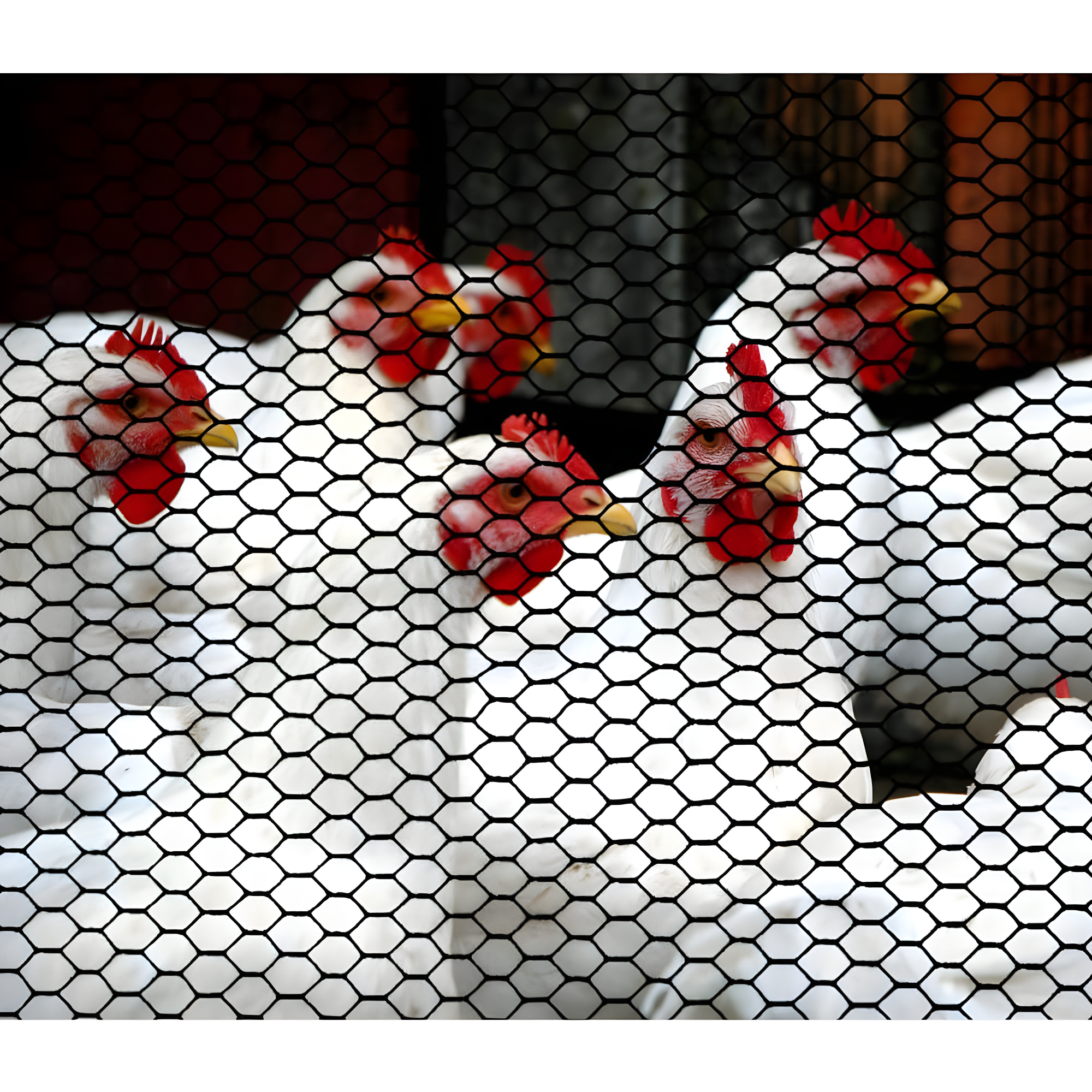 Boen - Plastic Hex Chicken Wire Mesh Temporary Fence Roll (2' x 25' - Black) - Plastic Fence Poultry Netting for Temporary or Semi Permanent Enclosures, Deer Netting Fence, Construction Fencing