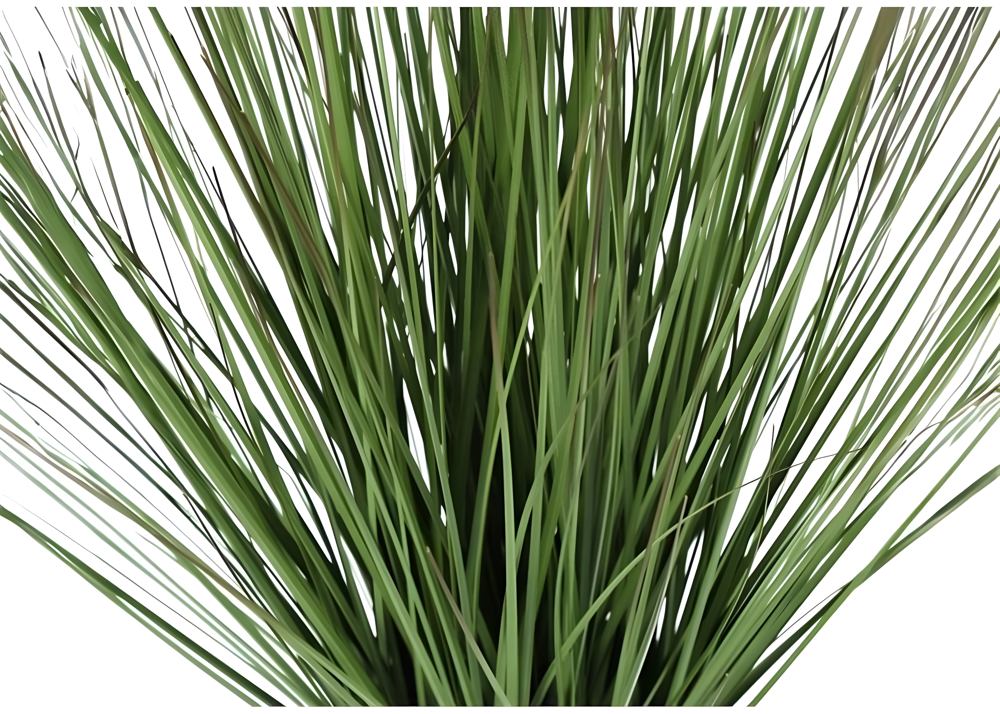 Monarch Specialties Artificial Plant 21 inch Tall Grass Indoor Faux Fake Table Greenery Potted Real Touch Decorative Green Grass White Pot