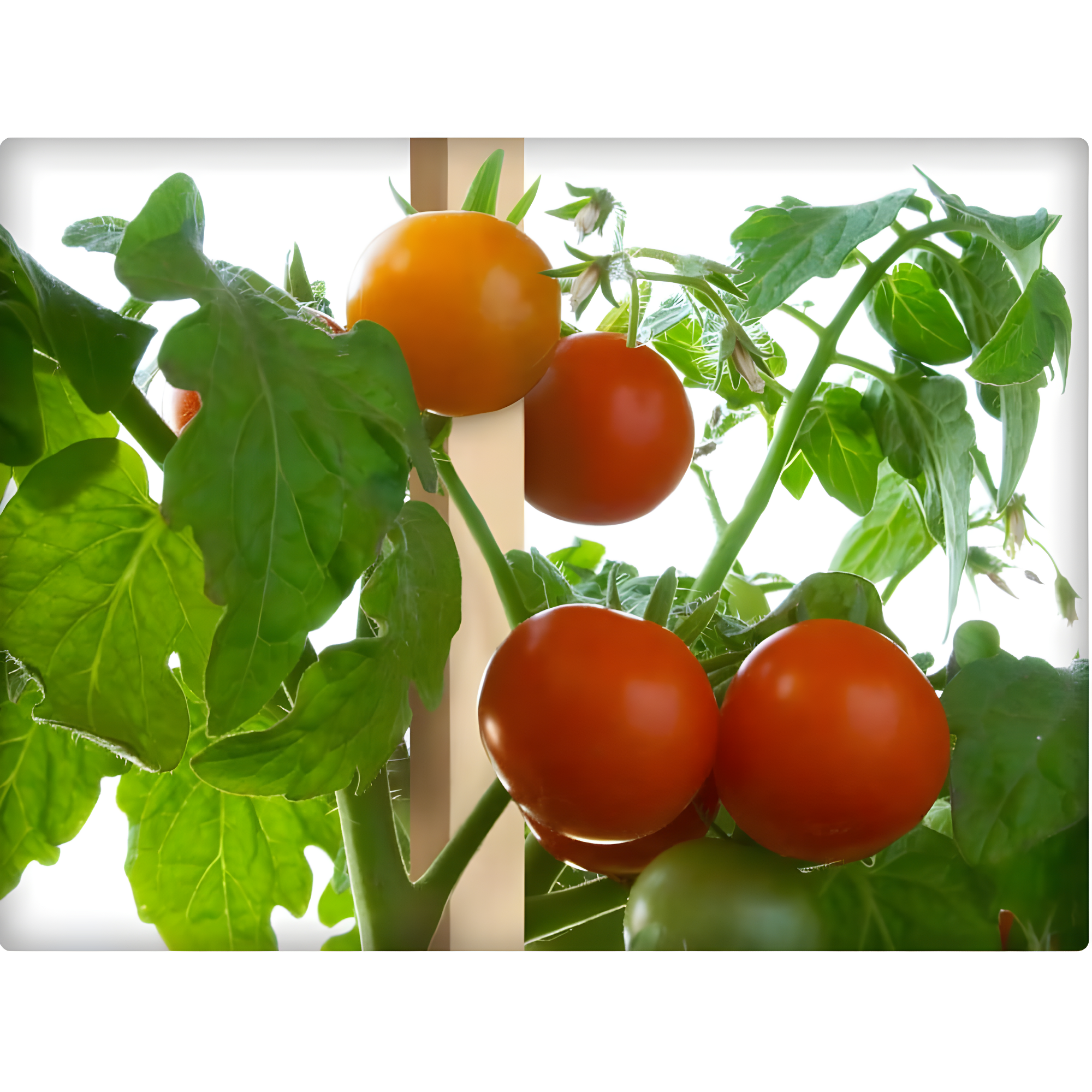 Greenes Fence Wood Plant Support (Set of 25)