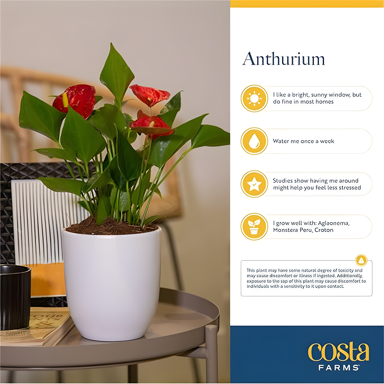 Indoor Houseplant With Blooming Flowers, Potted In Cute Indoors Plant Pot, Gift For Birthday, Anniversary, Housewarming, Home And Room Decor, 10-12 Inches Tall