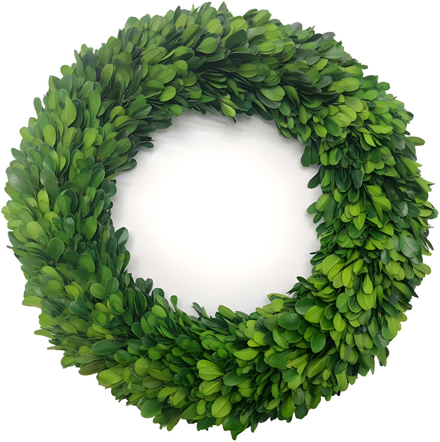 Alby Preserved Boxwood Real Greenery Wreath