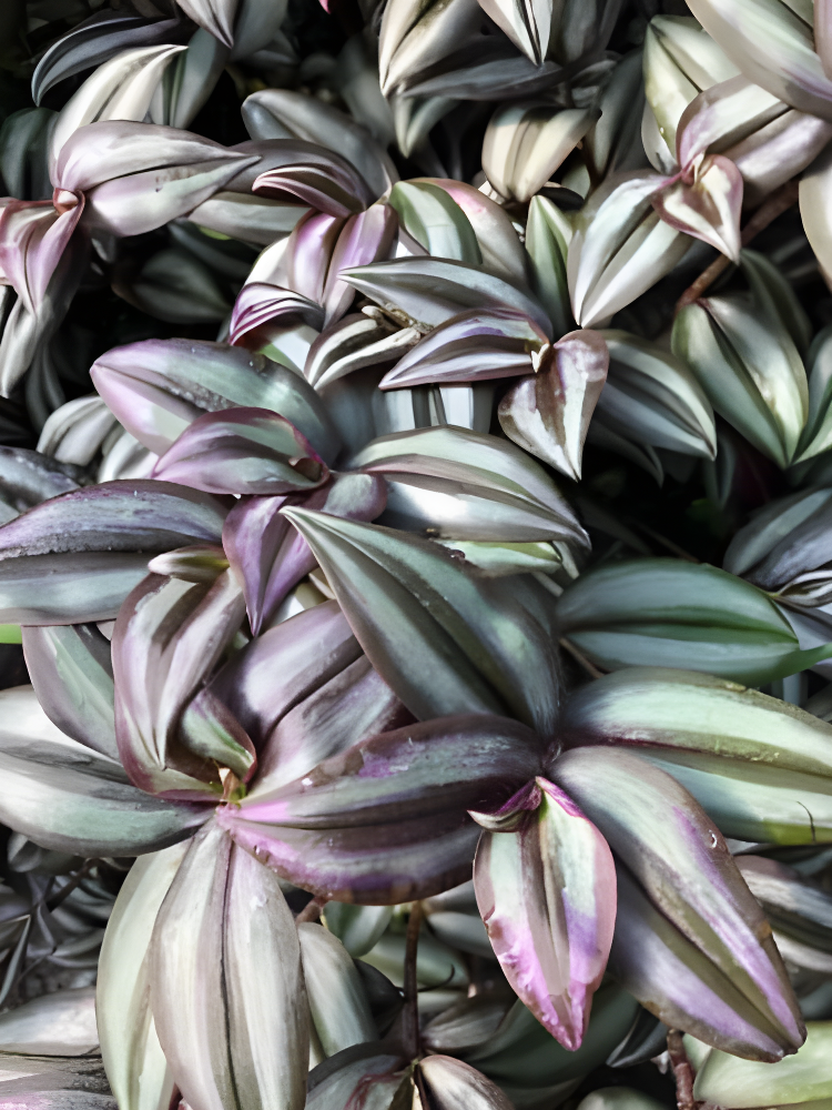 Daylily Nursery Wandering Jew Live Plant with 4in Pot