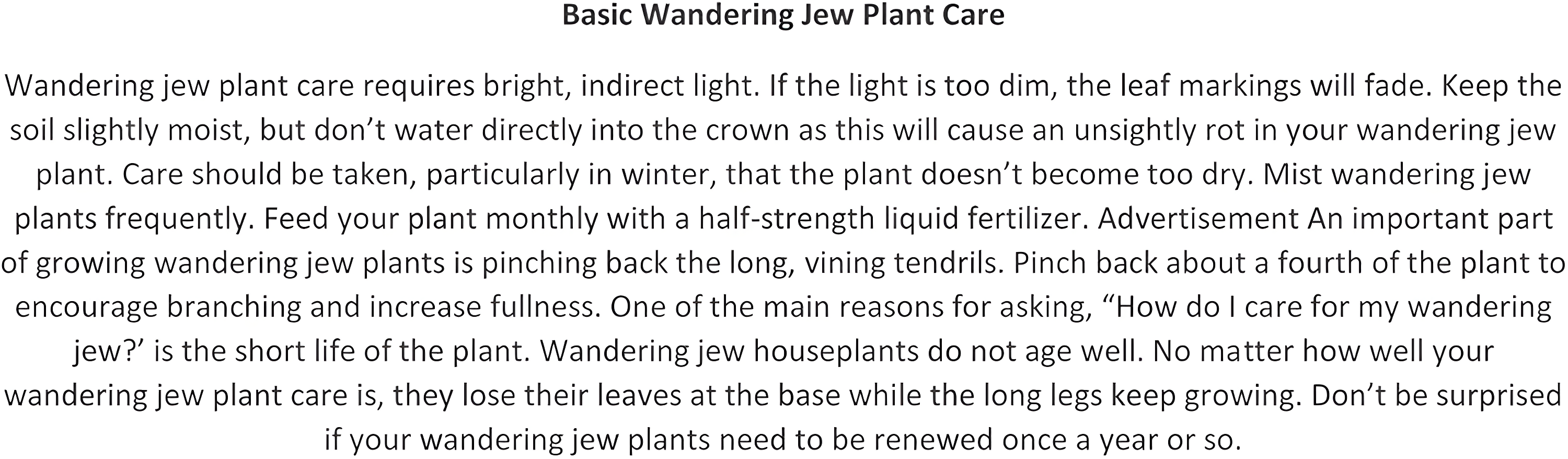 Daylily Nursery Wandering Jew Live Plant with 4in Pot