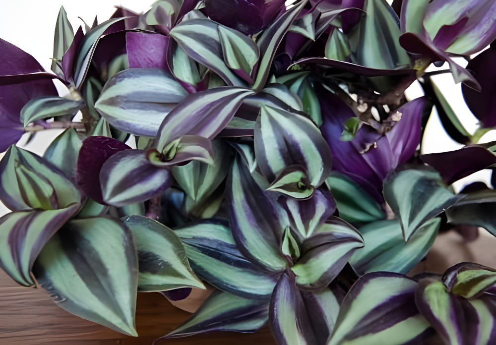 Daylily Nursery Wandering Jew Live Plant with 4in Pot