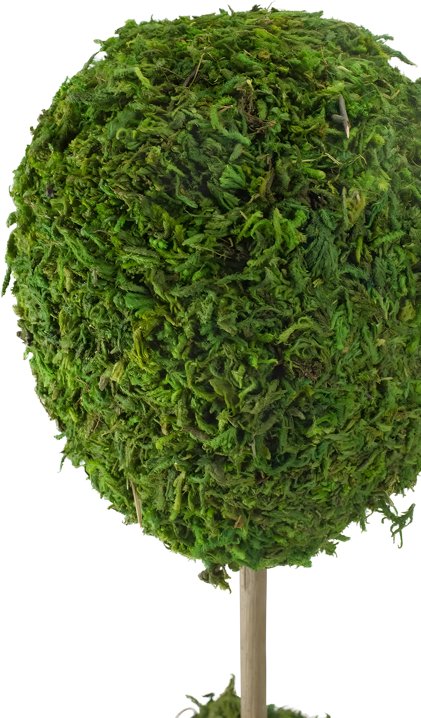 Northlight Seasonal Green Reindeer Moss Ball Potted Artificial Spring Topiary Tree