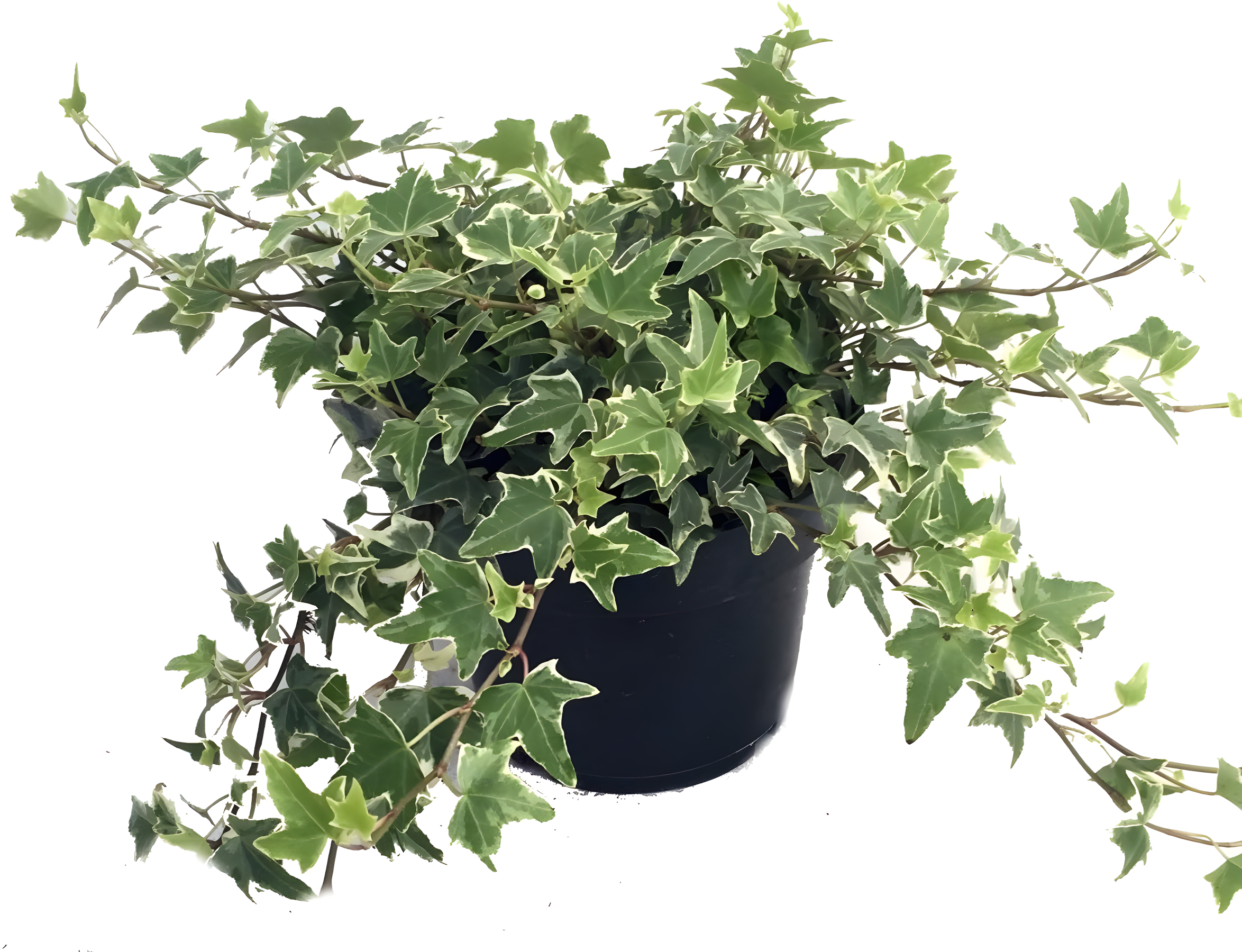 Glacier English Ivy in 4" Green Pot