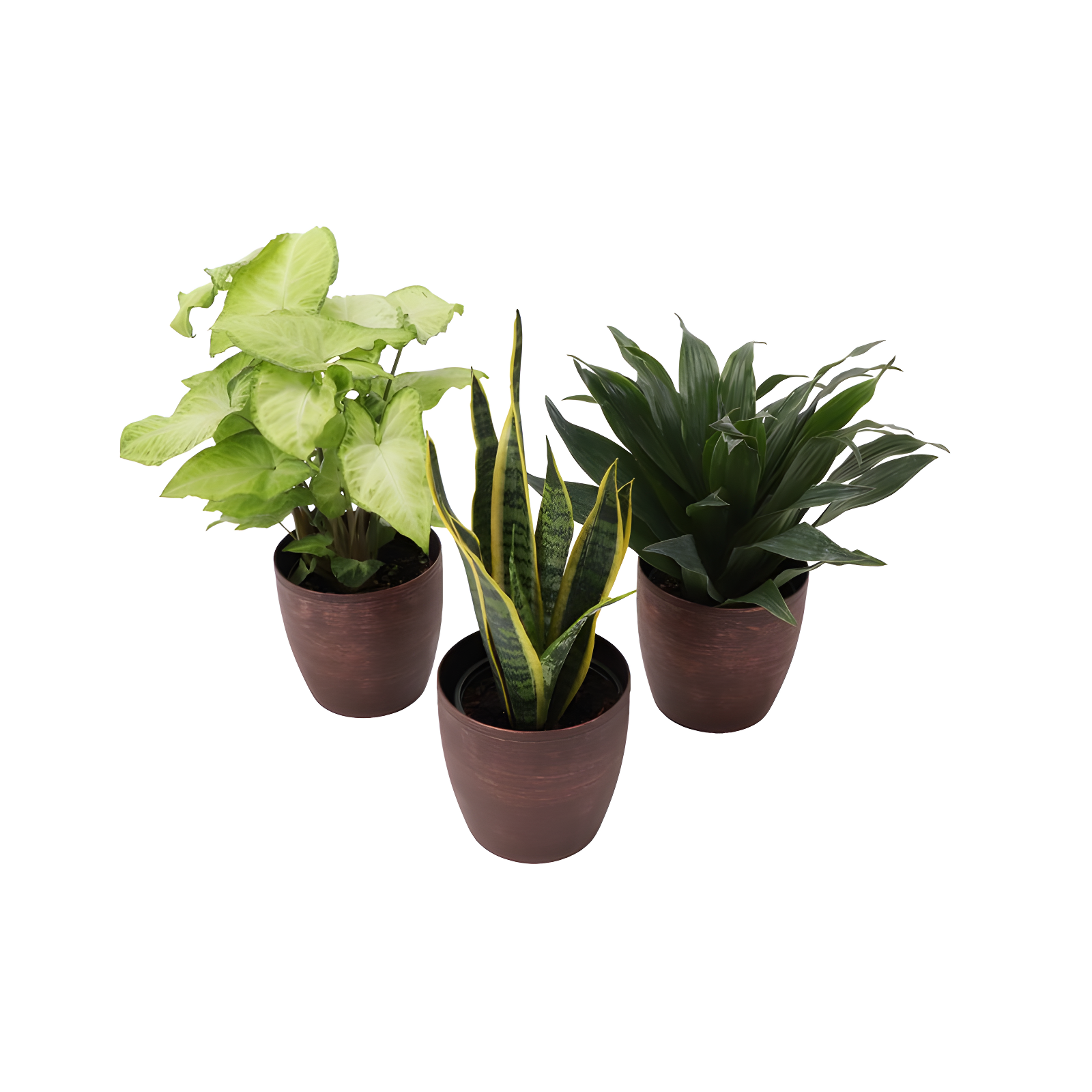 Thorsen's Greenhouse Live Low Light Houseplant Set