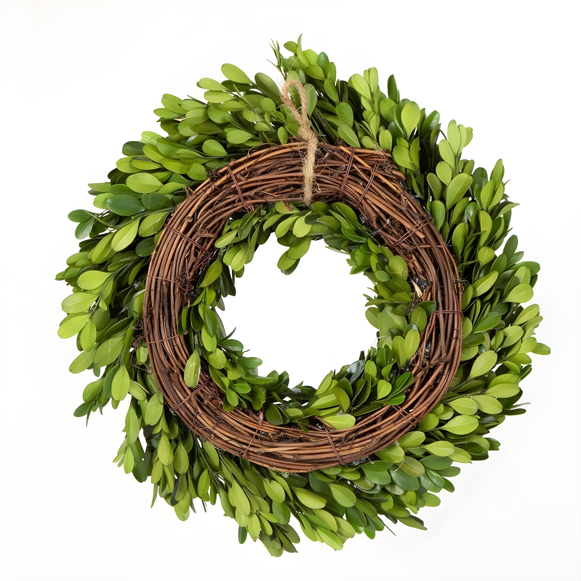 Alby Preserved Boxwood Real Greenery Wreath