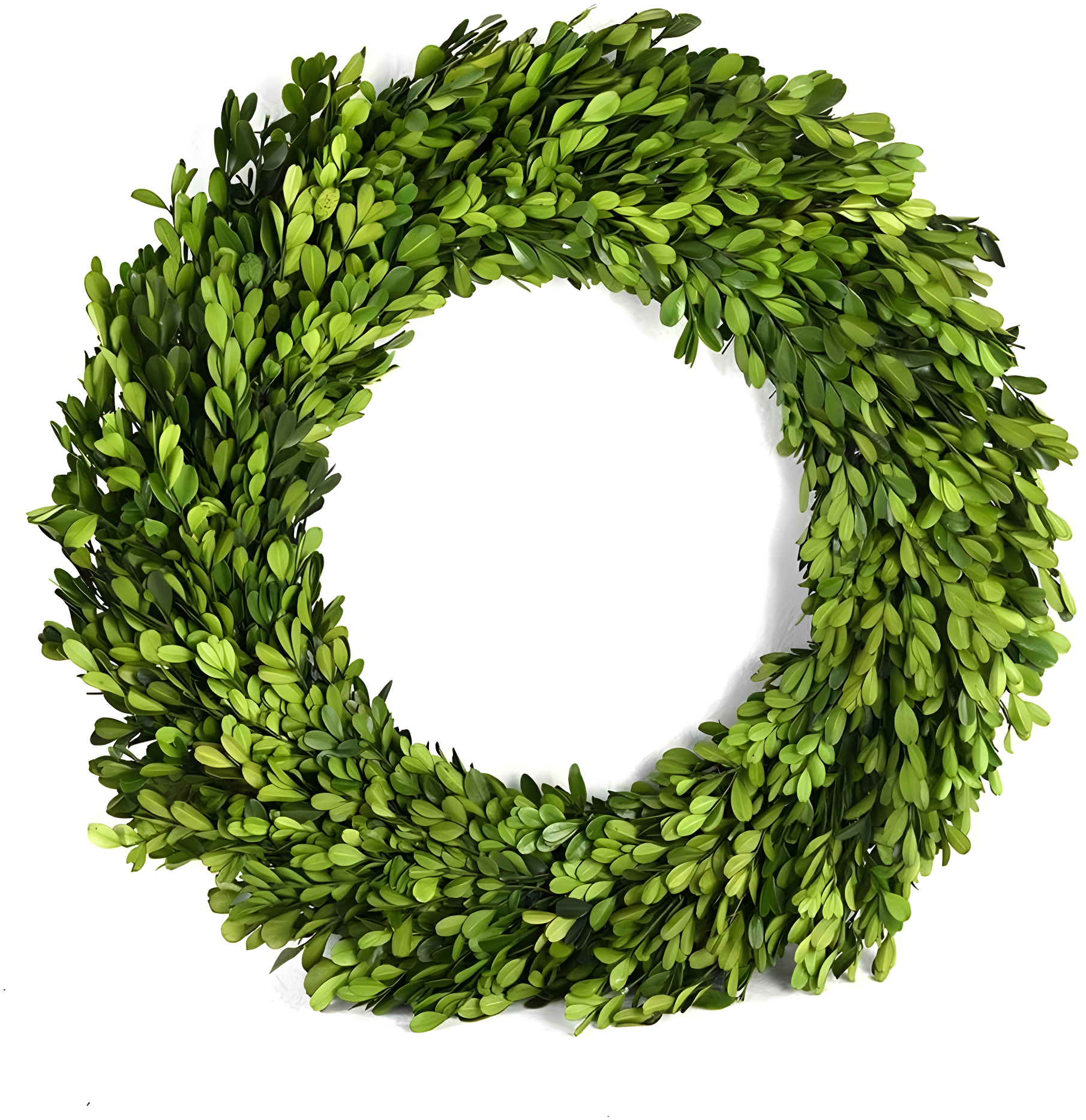 Alby Preserved Boxwood Real Greenery Wreath