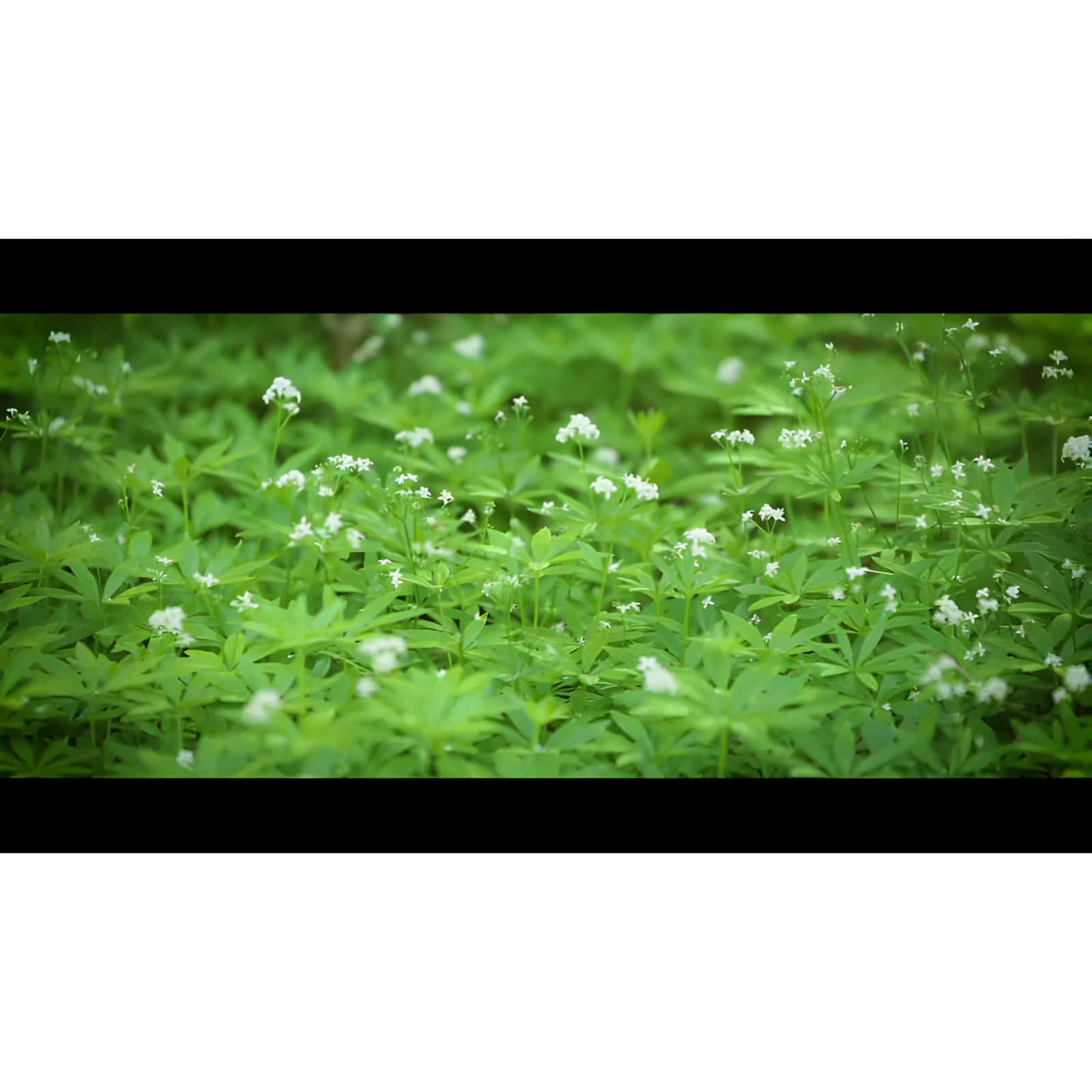 RTS Companies RTS Home Accents 50 Gallon Eco Rain Barrel