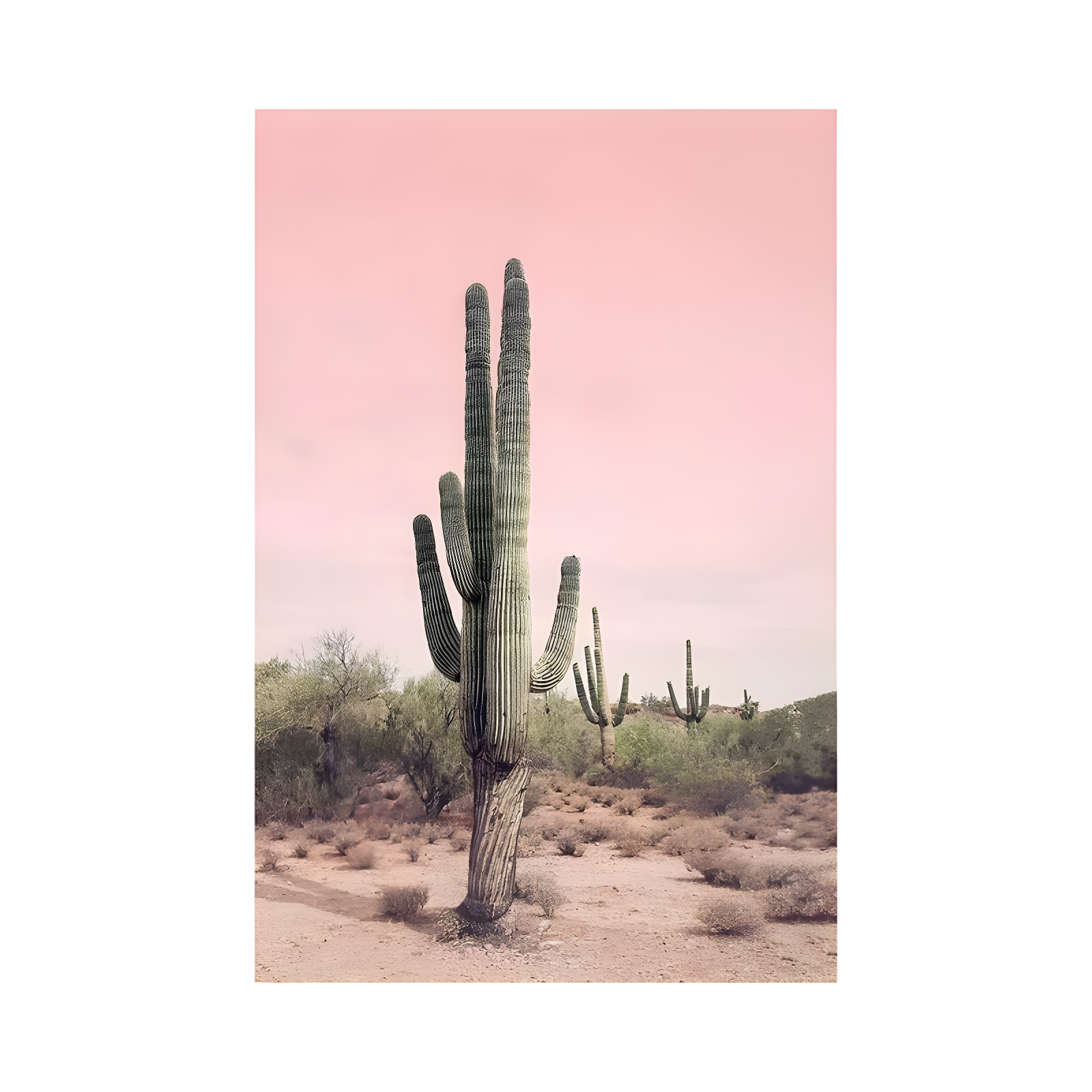 Desert Cactus Blush by Sisi and Seb - Graphic Art Print