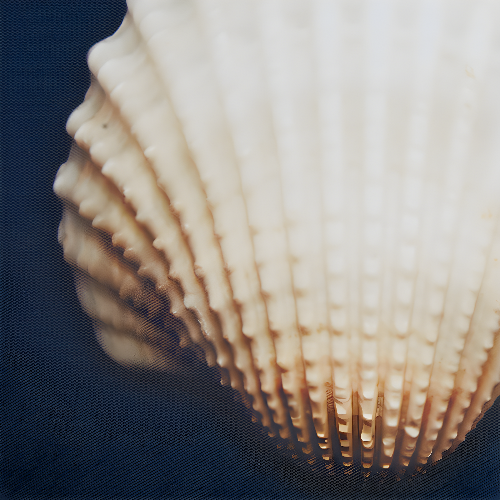 Highland Dunes " Ocean Seashells " by Julie Greenwood 4 - Pieces