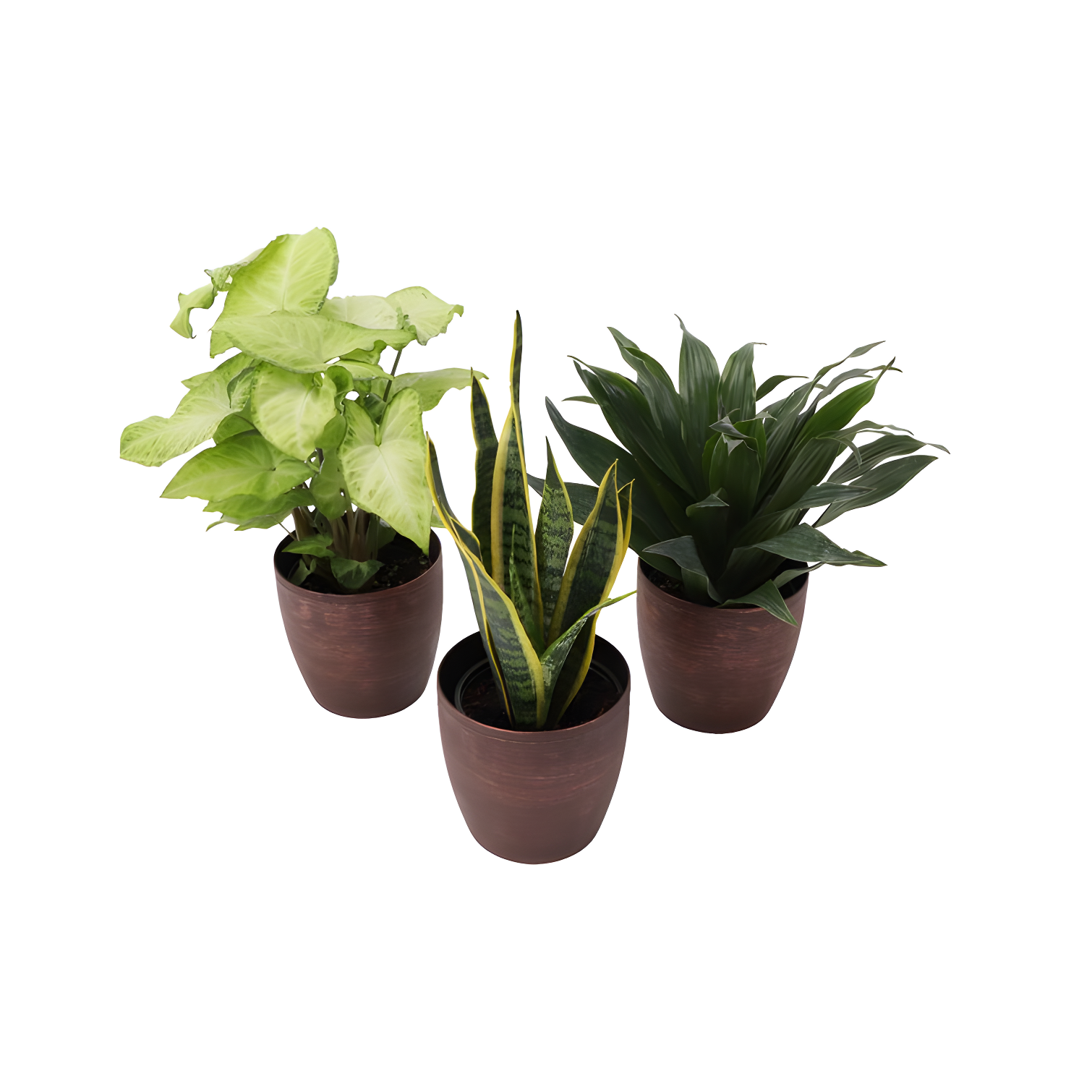 Thorsen's Greenhouse Live Low Light Houseplant Set