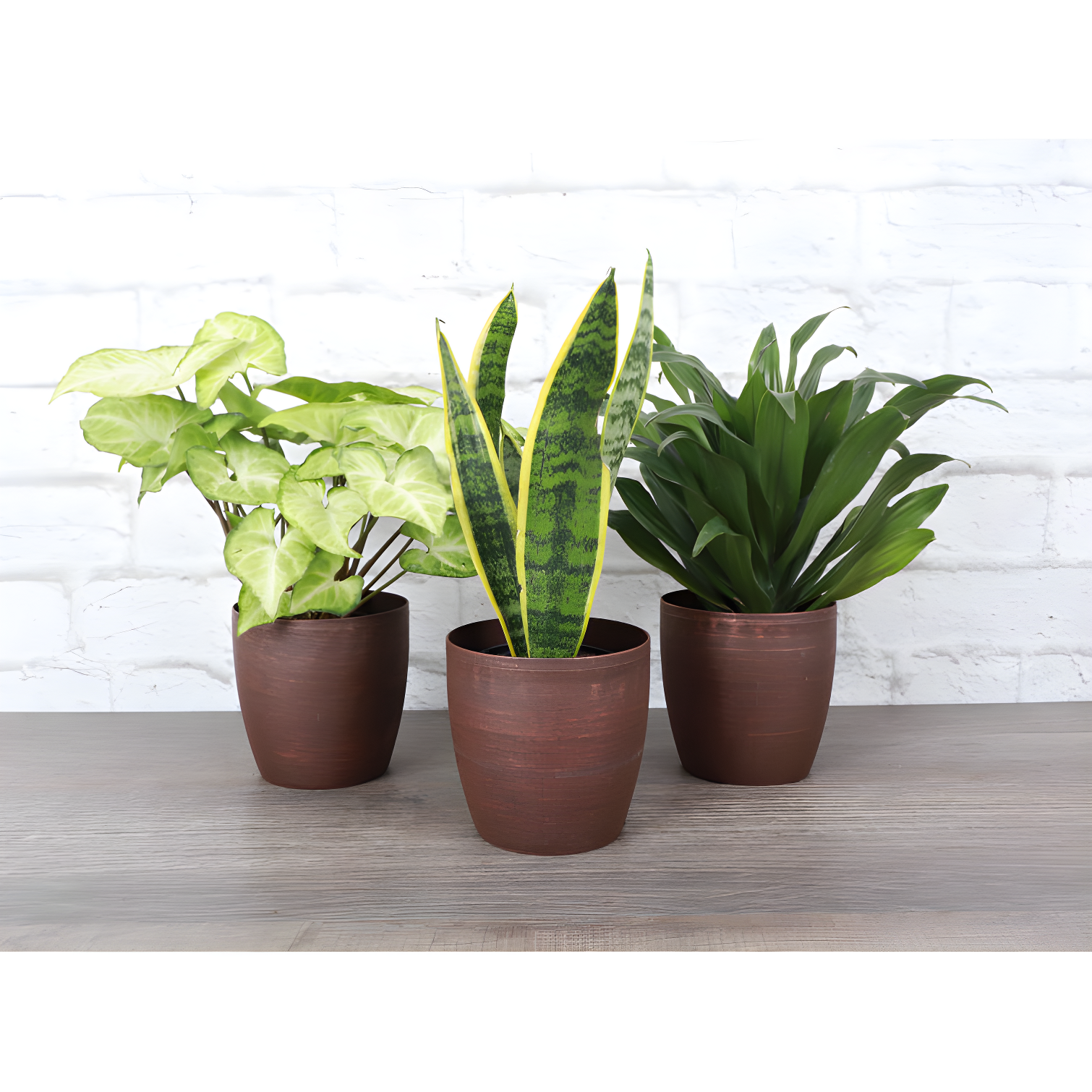 Thorsen's Greenhouse Live Low Light Houseplant Set