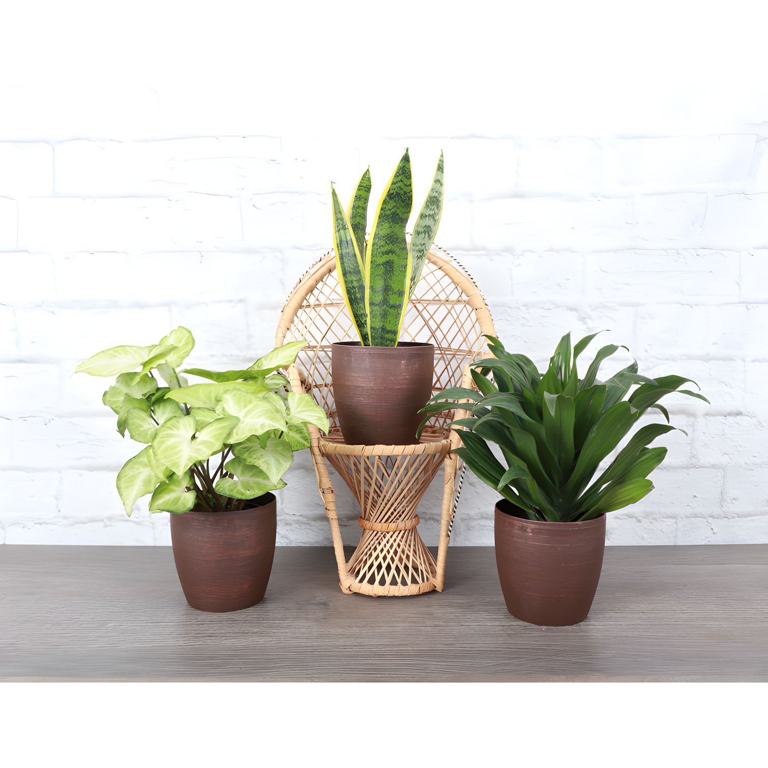 Thorsen's Greenhouse Live Low Light Houseplant Set