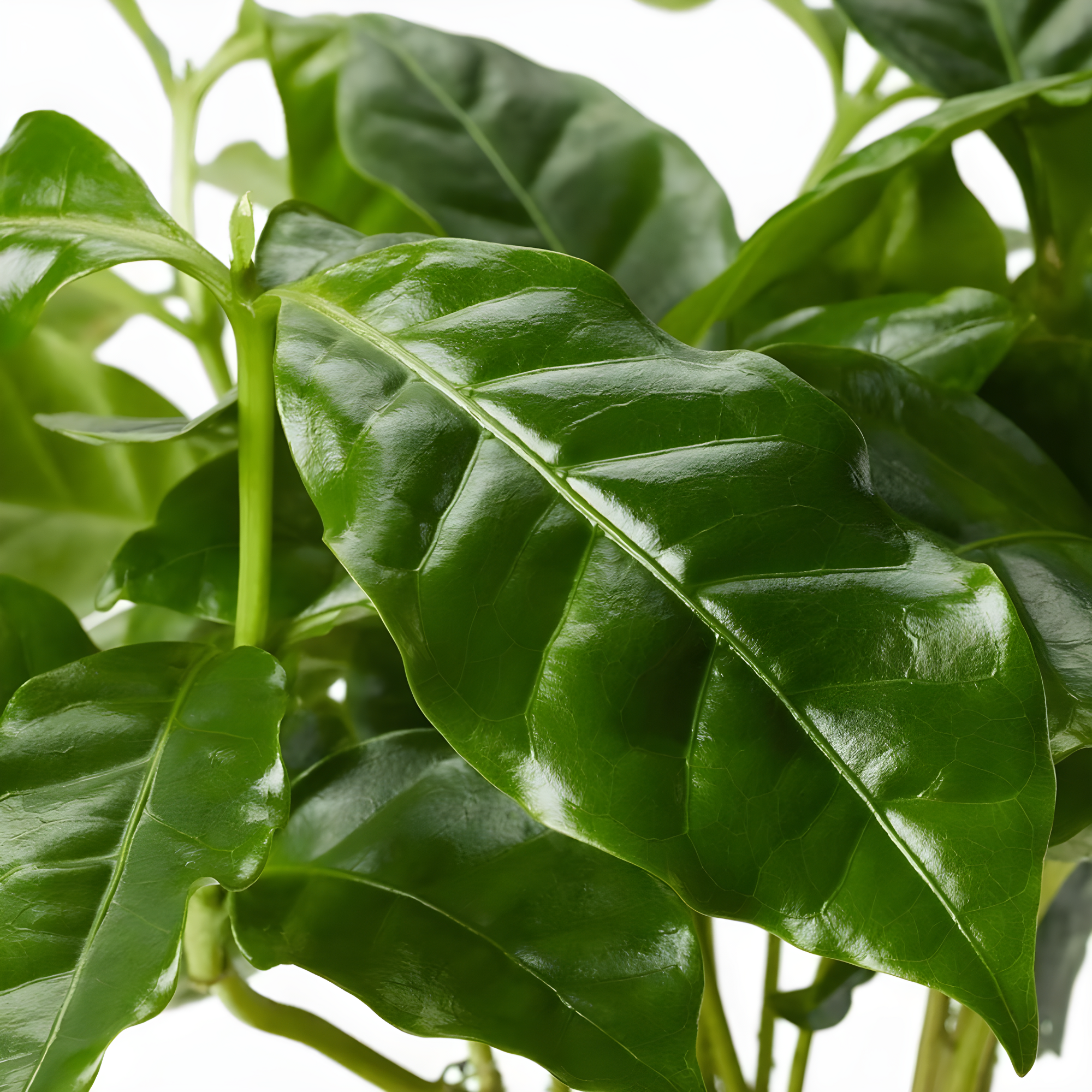 American Plant Exchange American Plant Exchange Arabica Coffee Plant, 6-Inch Pot, Live Fruiting Houseplant, Deep Green Foliage