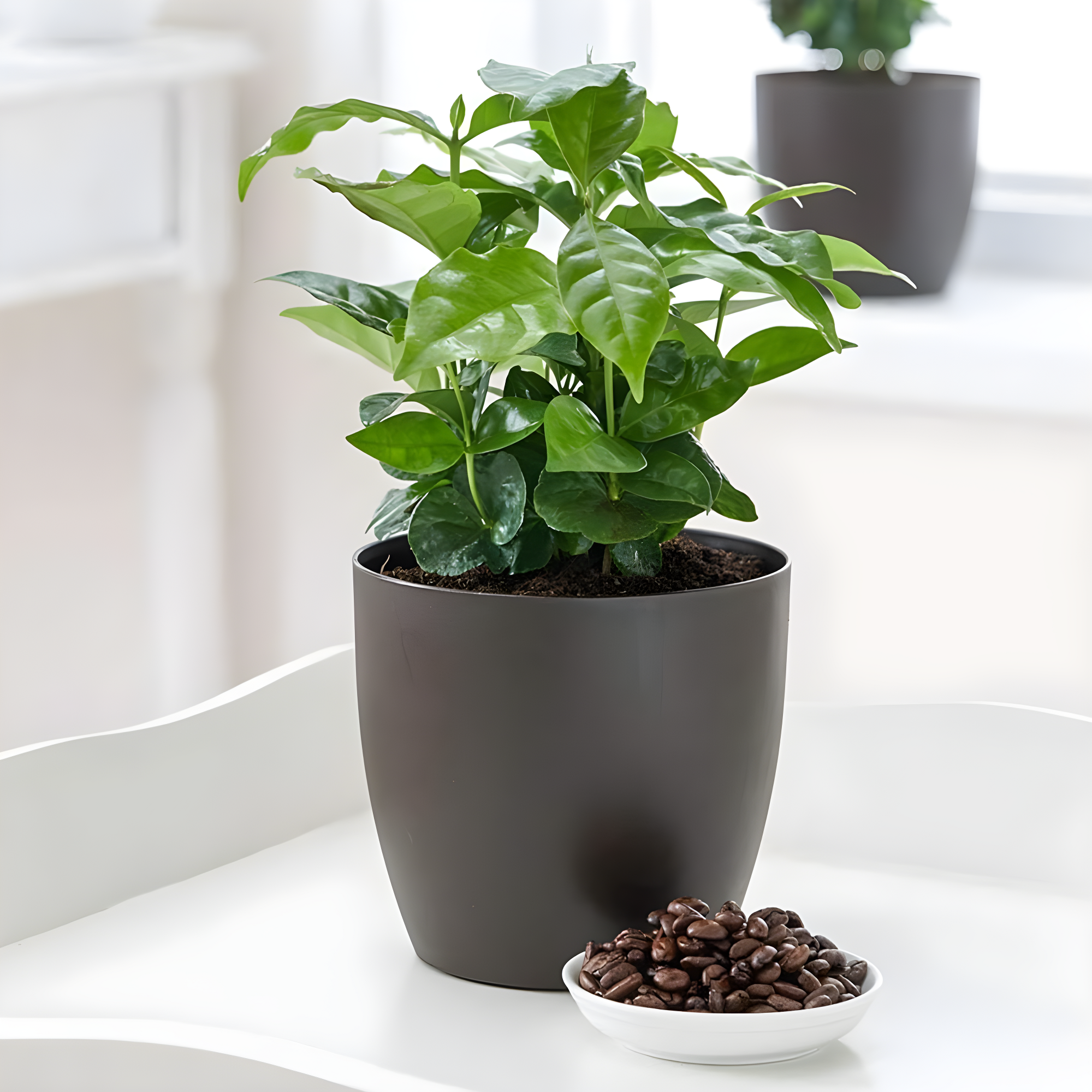 American Plant Exchange American Plant Exchange Arabica Coffee Plant, 6-Inch Pot, Live Fruiting Houseplant, Deep Green Foliage