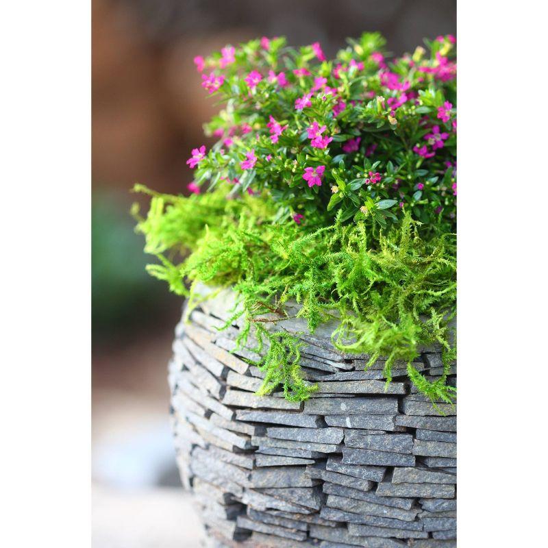 SuperMoss Preserved Forest Moss Decorative Filler: Basket Liner, Soil Topper, Craft Projects - Green