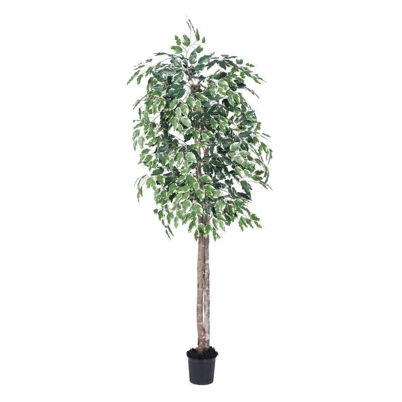 Vickerman 6' Artificial Variegated Ficus, Black Plastic Pot In a 7"Lx7"Wx6"H base.