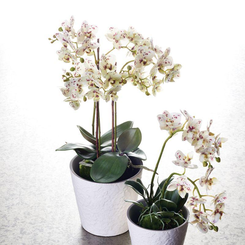 Plum & Post Phalaenopsis Orchid Faux (Fake) Drop-In 20"