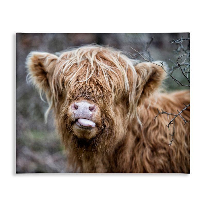 Highland Calf Licking Lips Canvas Print, 30" x 24"