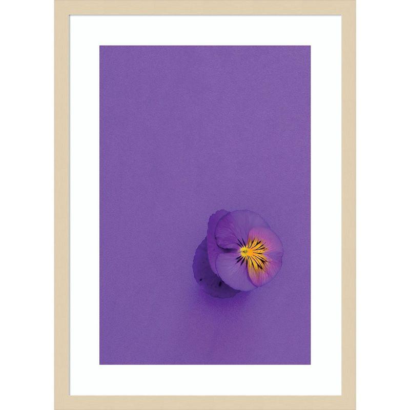 Amanti Art Lavender Pansy by Incado Wood Framed Wall Art Print 19 x 25