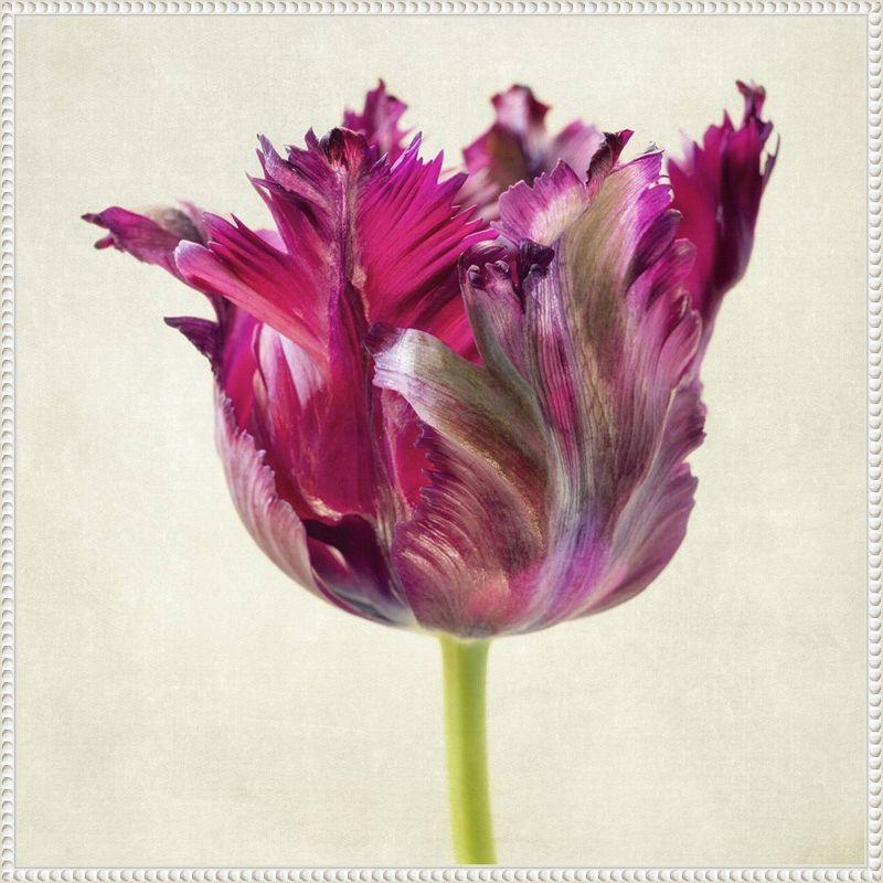 Amanti Art Single Parrot Tulip II by Dianne Poinski Framed Wall Art Print