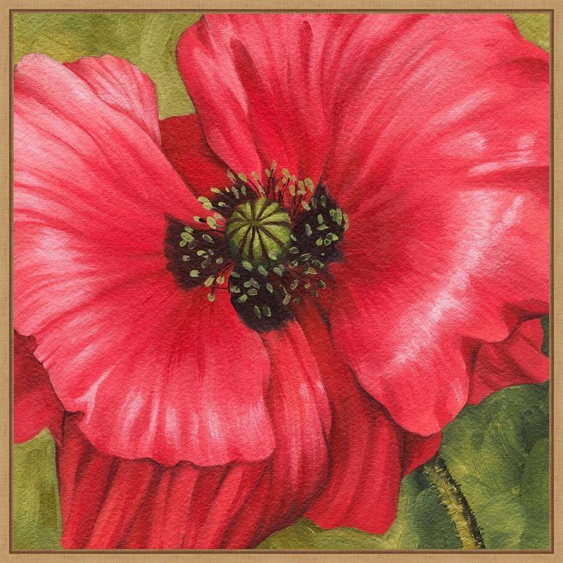 Amanti Art Vivid Poppy II by Grace Popp Framed Wall Art Print