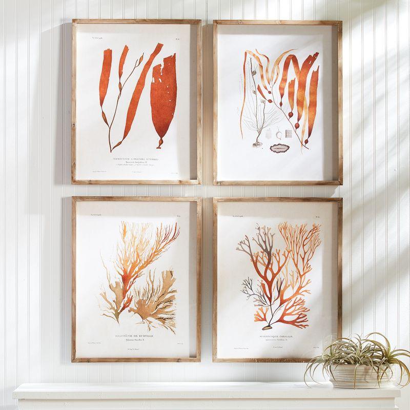 Plum & Post Coral Reef Study Set of 4