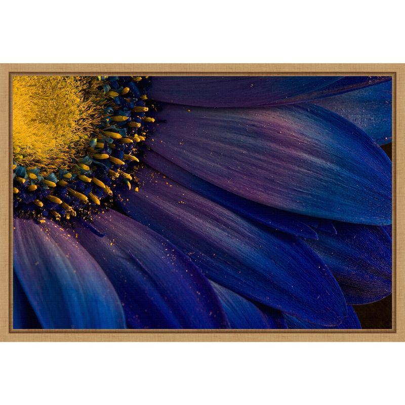 Blue Rays Macro Gerbera Daisy Canvas Print with Maple Frame