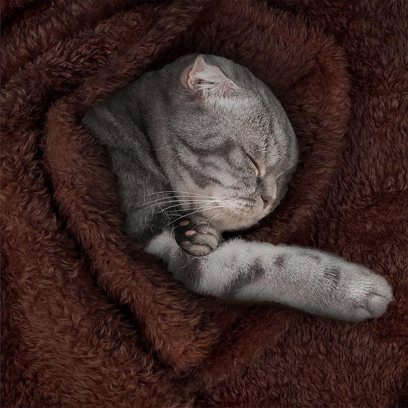 Sherpa Fleece Pet Blanket