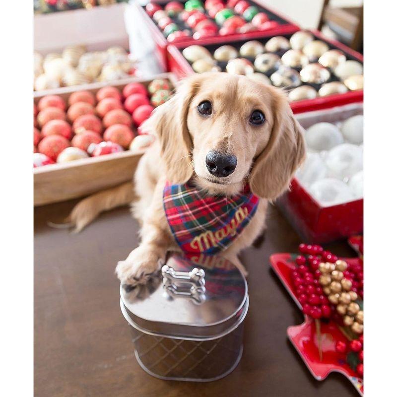 Amici Pet Metal Treats Storage Canister Stainless Steel Diamond Texture Jar, 52 oz. , Silver