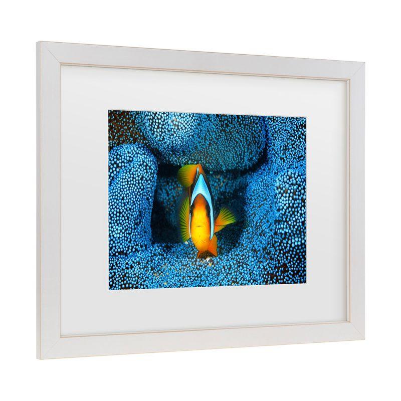 Trademark Fine Art - Barathieu Gabriel Clownfish In Blue Matted Framed Art