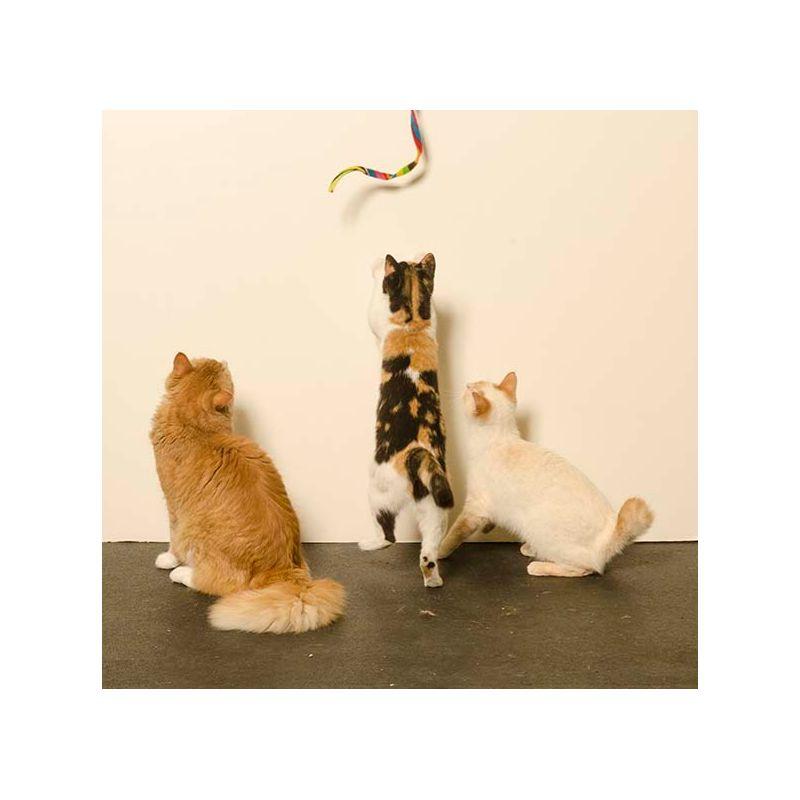 Cat Dancer Cat Charmer Interactive Cat Toy, Tie-Dye, 3 Pack