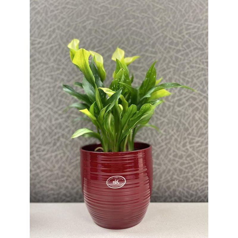 Tierra Garden 6.3" Red Ceramic Bergamo Indoor Pot