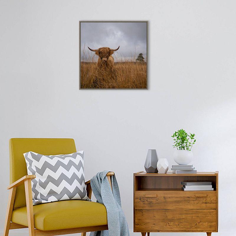 22" x 22" Highland Cow in Field Framed Canvas Print