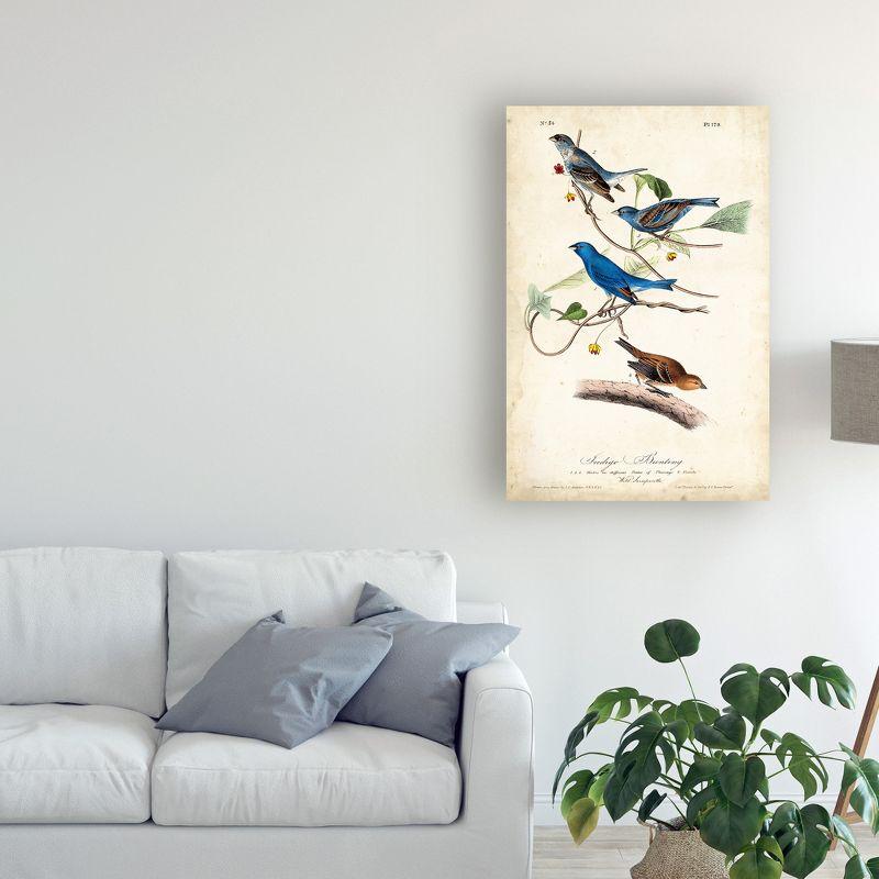 Trademark Fine Art -John James Audubon 'Indigo Bunting Birds' Canvas Art - 24''x16''