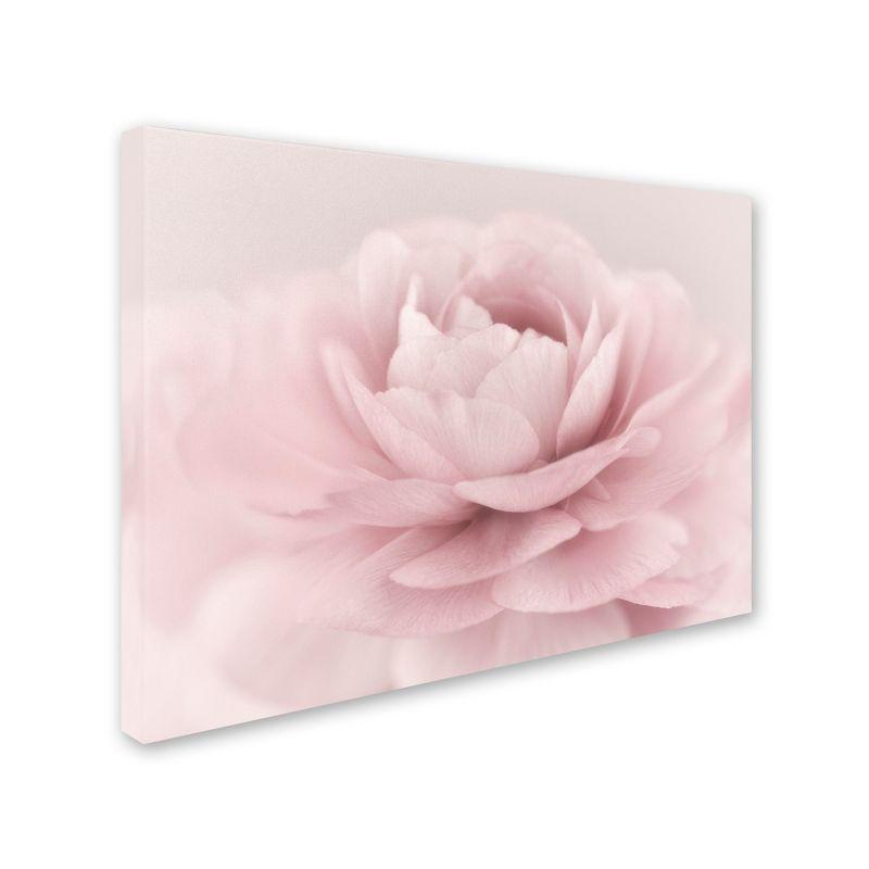 Soft Pink Rose Canvas Print with Wooden Frame, 35x47 Inch