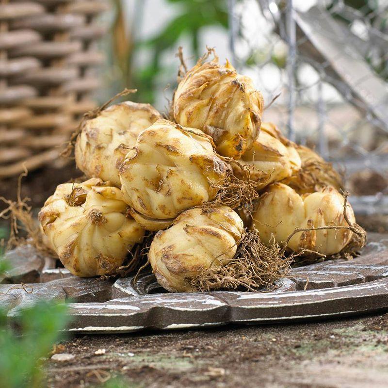 Van Zyverden 9ct Bulbs Lilies Oriental Fragrant Blend