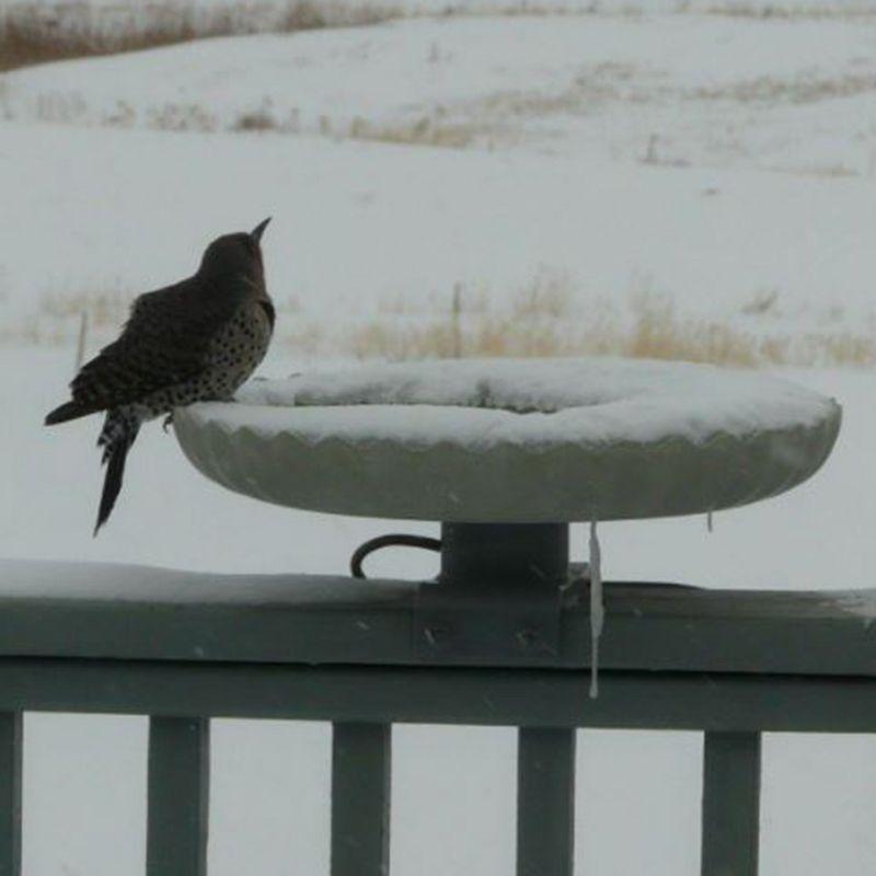 Gray Concrete Scalloped Heated Birdbath with Deck Mount