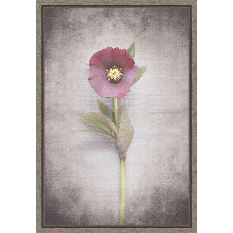 Vintage Hellebore Study VI Framed Canvas Wall Art