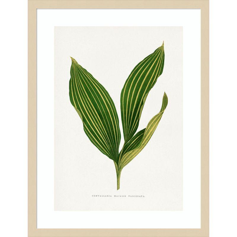 Lily of the Valley Botanical Lithograph with Wood Frame