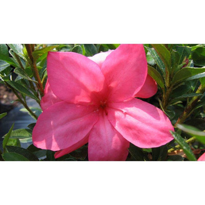 Macrantha Pink Azalea Plant with Double Petals