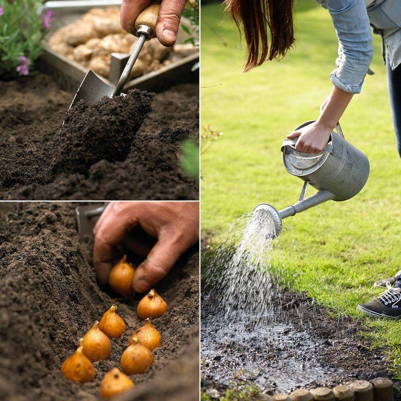 Van Zyverden 15ct Bulbs Tulips Darwin Hybrid Mixture Mammoth Bulbs