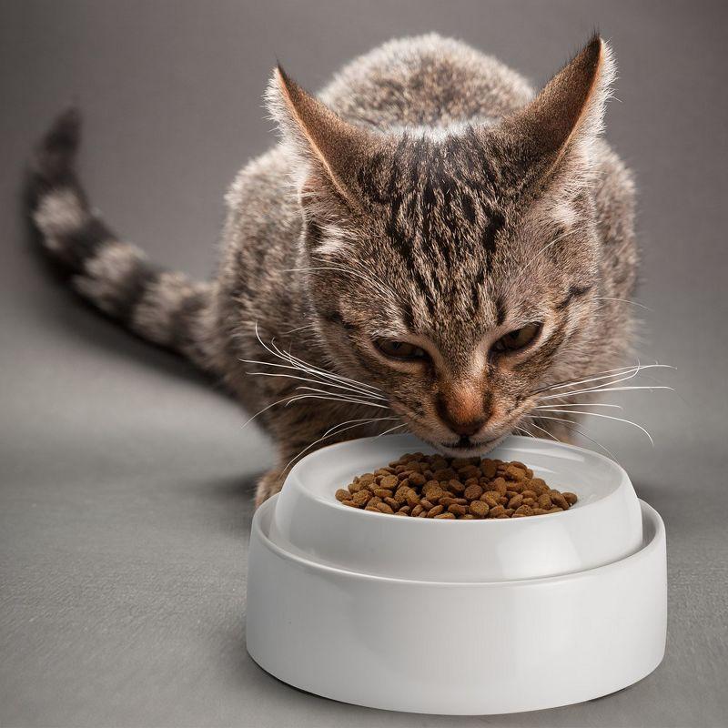 CatGuru Cat Bowls, Whisker Stress Free Cat Food Bowl, Reliefs Whisker Fatigue, Wide Cat Bowl, Shallow Cat Dish