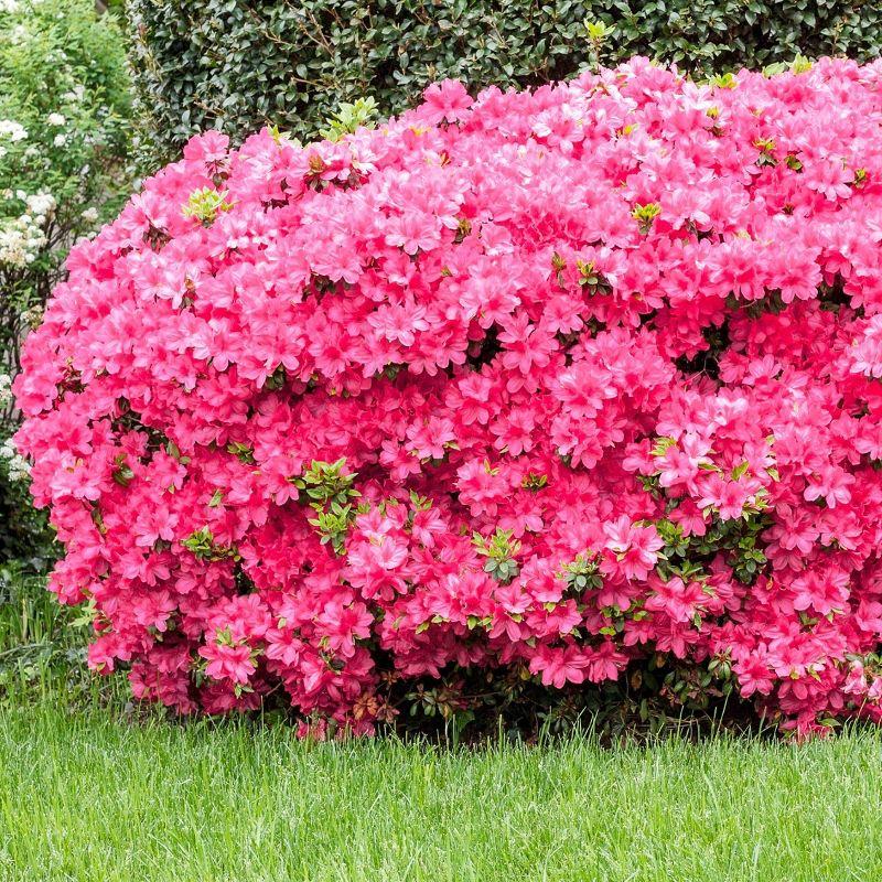 Macrantha Pink Azalea Plant with Double Petals