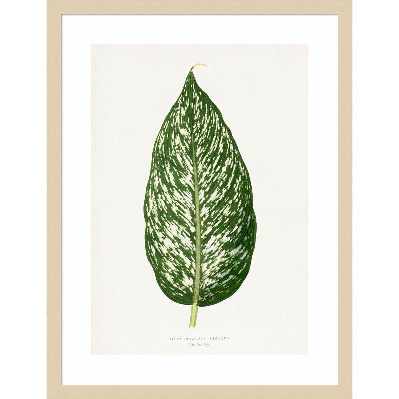 Dieffenbachia Leaf Illustration 19x25 Natural Wood Framed Print