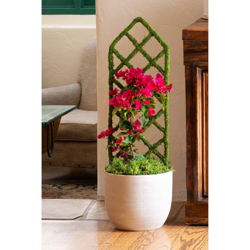 SuperMoss Preserved Forest Moss Decorative Filler: Basket Liner, Soil Topper, Craft Projects - Green