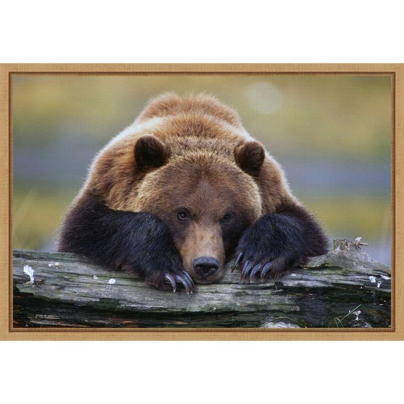 Brown Bear Resting Canvas Print with Maple Frame