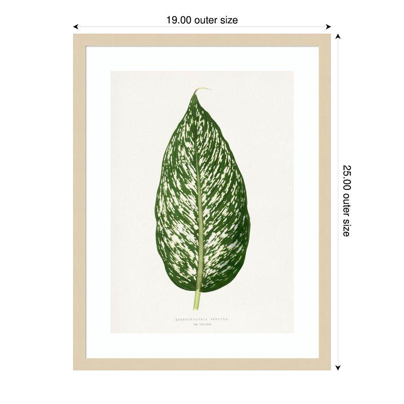 Dieffenbachia Leaf Illustration 19x25 Natural Wood Framed Print